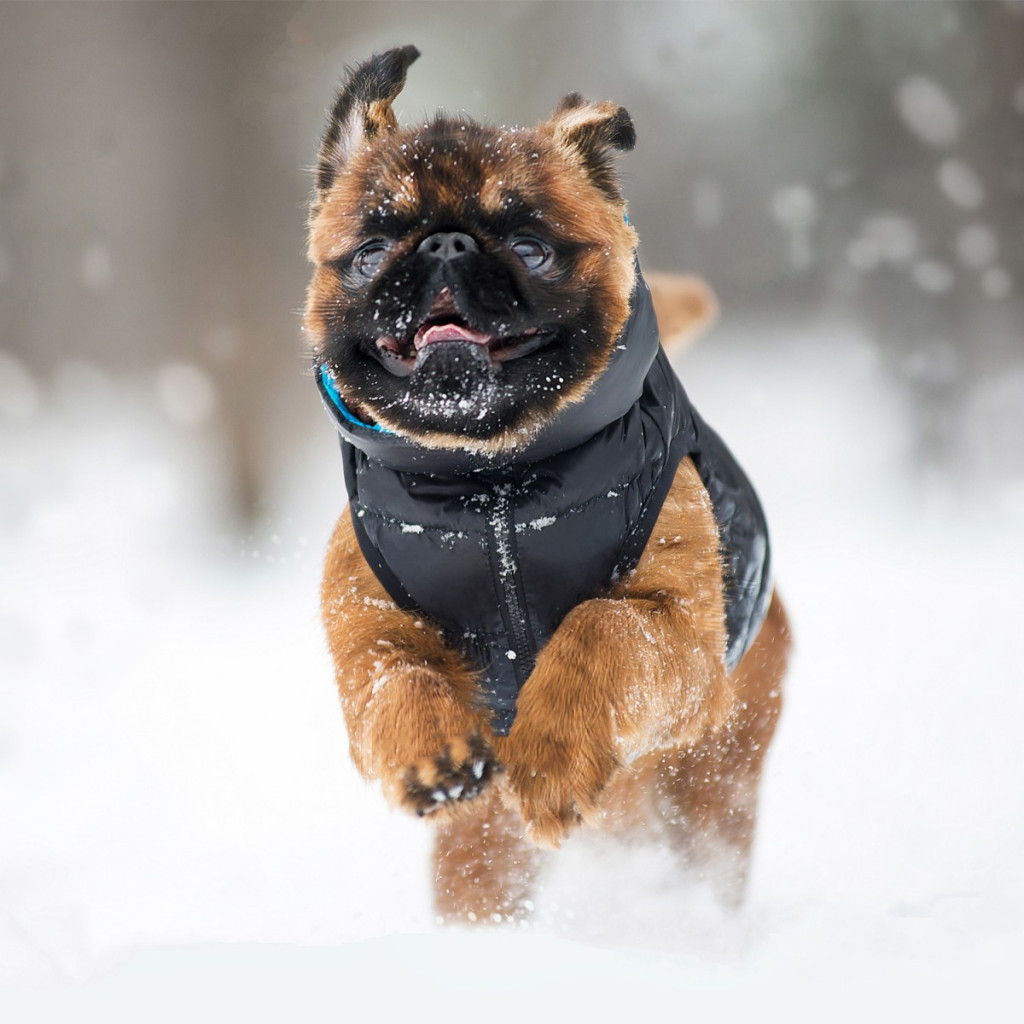 Курточка для тварин Airy Vest двостороння M 45 чорно-блакитна (1622) - зображення 4