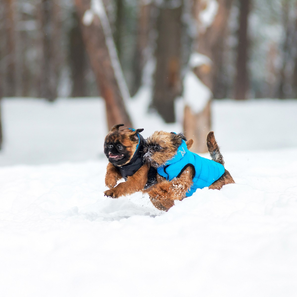 Курточка для тварин Airy Vest двостороння XS 30 чорно-блакитна (1595) - зображення 3