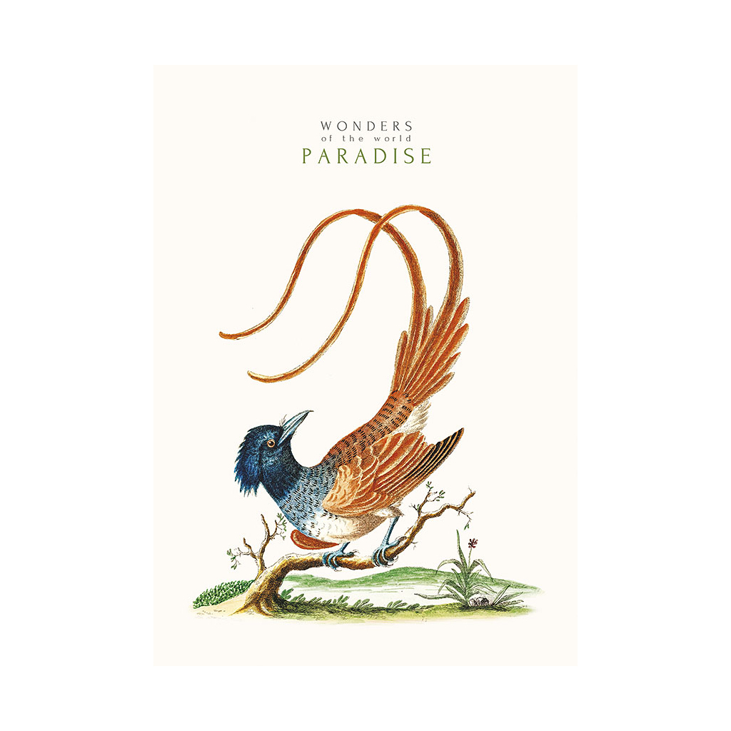 Зошит Школярик А4 Student лінія 40 аркушів (A4-040-545L) - зображення 1