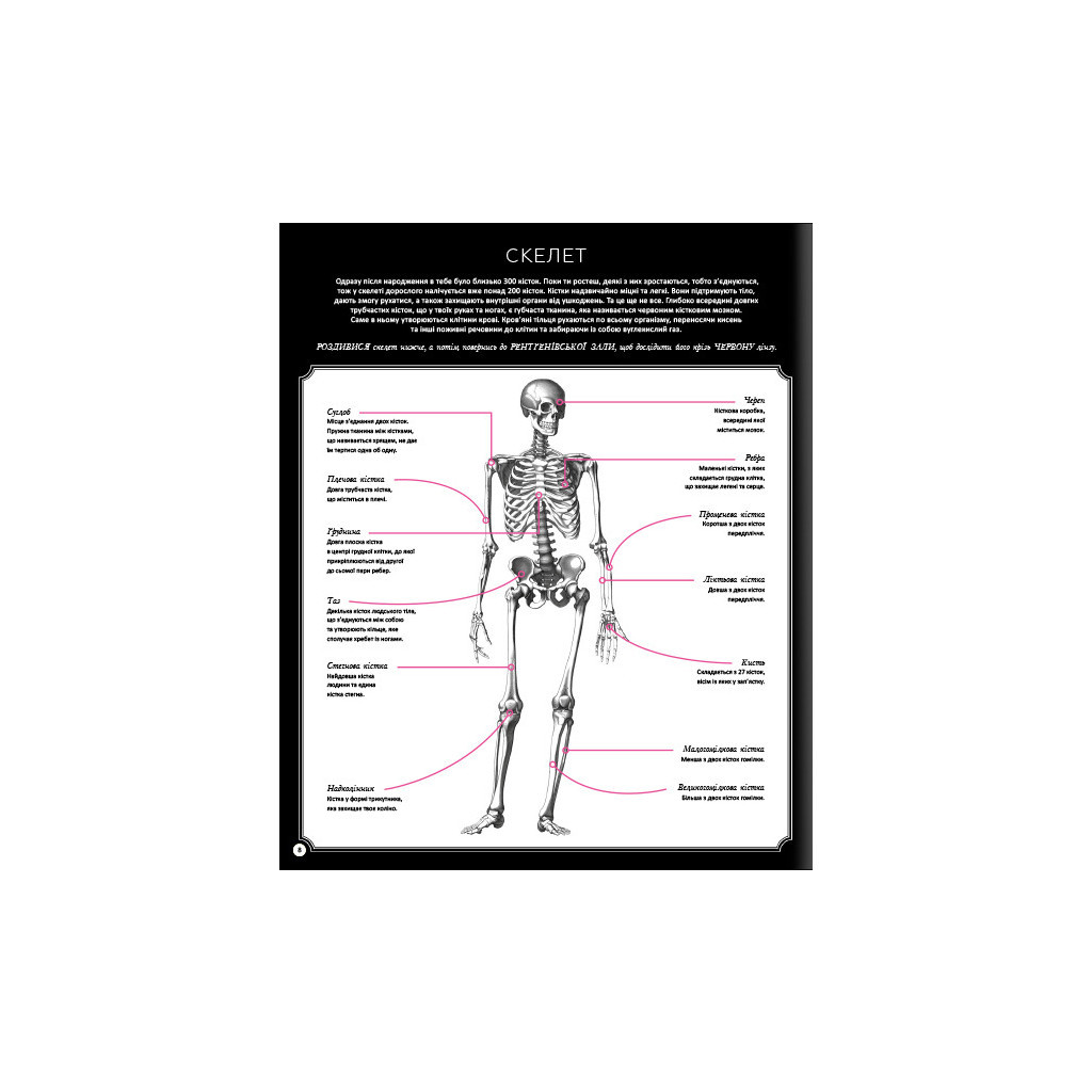 Книга Прихований світ людського тіла - Кейт Дейвіс #книголав (9786177820504) - зображення 8