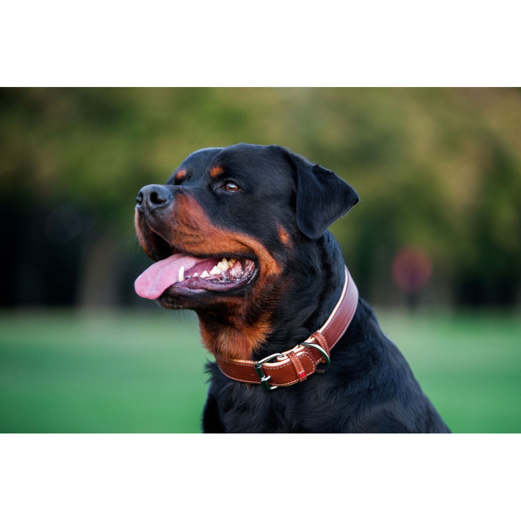 Нашийник для тварин WAUDOG Soft з QR паспортом M Ш 25 мм Д 38-49 см коричневий (7203) - изображение 5