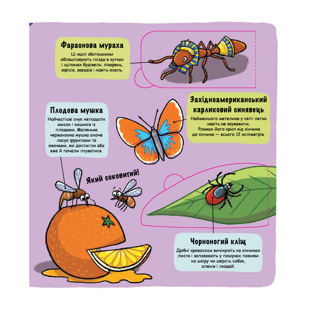 Книга Маленькі дослідники. Комашки #книголав (9786177563845) - зображення 7