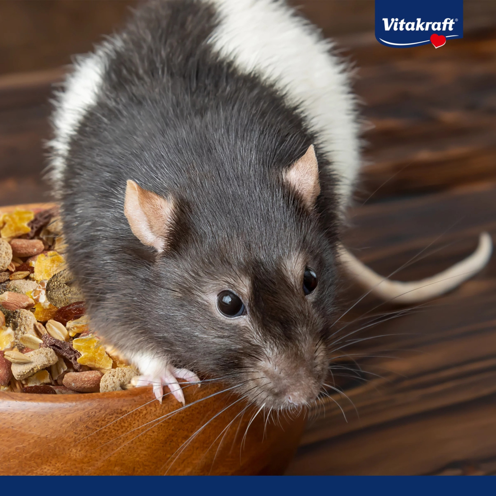 Корм для гризунів Vitakraft Premium Menu Vital для декоративних гризунів та щурів 1 кг (4008239256577) - зображення 6