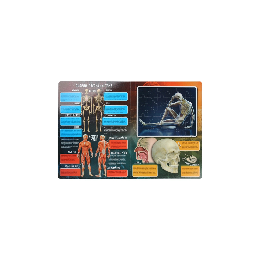 Книга Тіло людини Vivat (9789669822635) - зображення 4