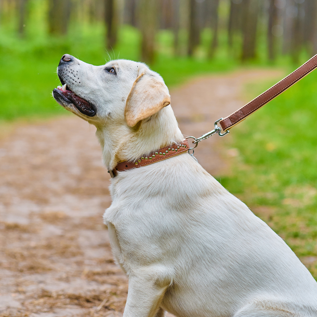 Нашийник для тварин WAUDOG Soft з QR паспортом металічні прикраси S коричневий (7197) - зображення 4