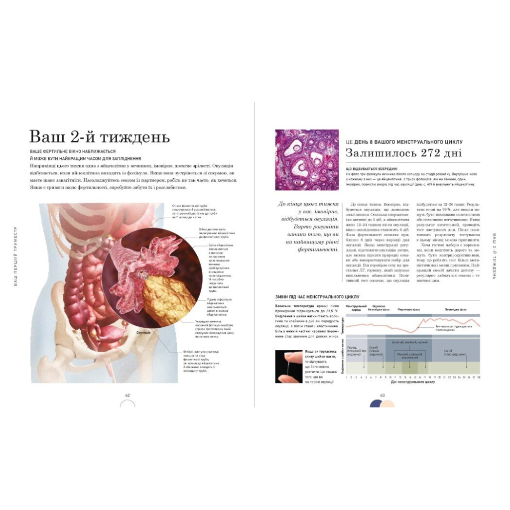 Книга Практична психологія. Вагітність день за днем - Меґґі Блотт Ранок (9786170991058) - picture 12