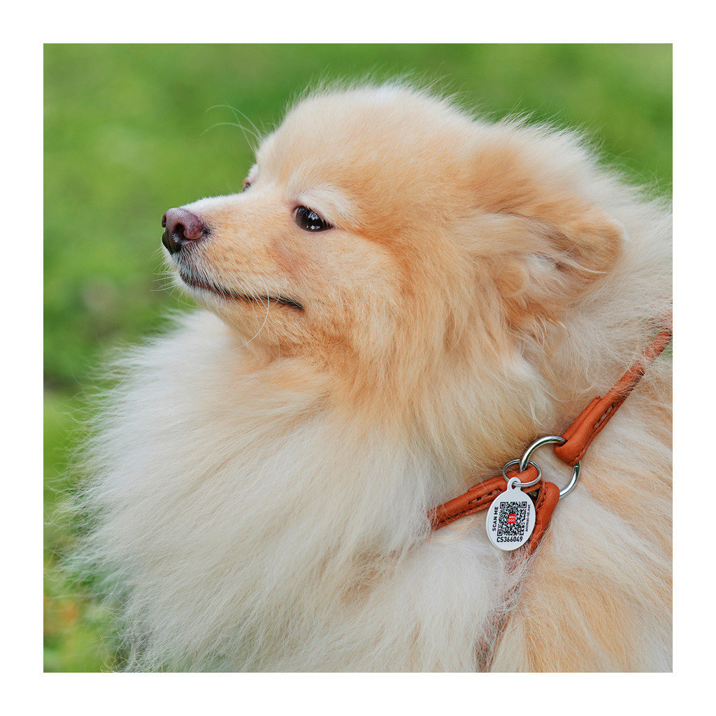 Шлея для собак WAUDOG Soft з QR паспортом кругла Д 6 мм А 42-60 см В 46-64 см коричнева (46206) - зображення 4