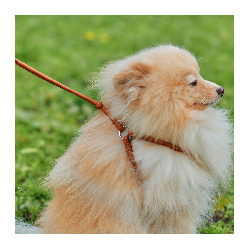 Шлея для собак WAUDOG Soft з QR паспортом кругла Д 6 мм А 42-60 см В 46-64 см коричнева (46206) - зображення 3