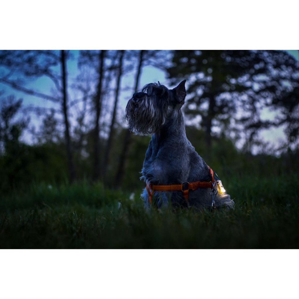 Ліхтар Armytek Zippy Yellow (F06001Y) - зображення 8