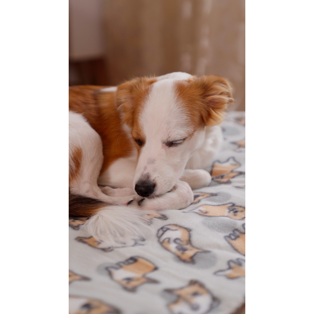 Плед Ardesto Fleece 100% поліестер 130x160см коргі (ART0713PB) - зображення 9