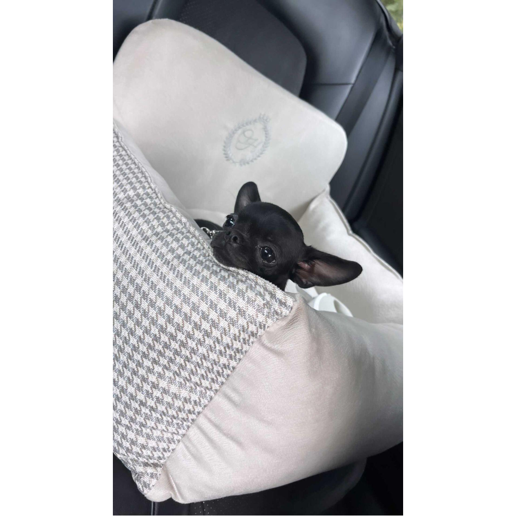 Автомобільне крісло для тварин Chloe's Home Berlin M/L 65х45 см бежеве (CLH4906) - зображення 2