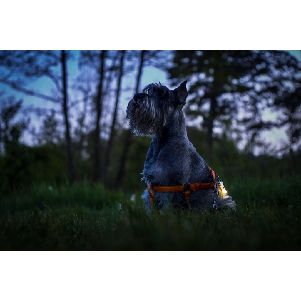 Ліхтар Armytek Zippy Extended Set Green (F06101GR) - зображення 10