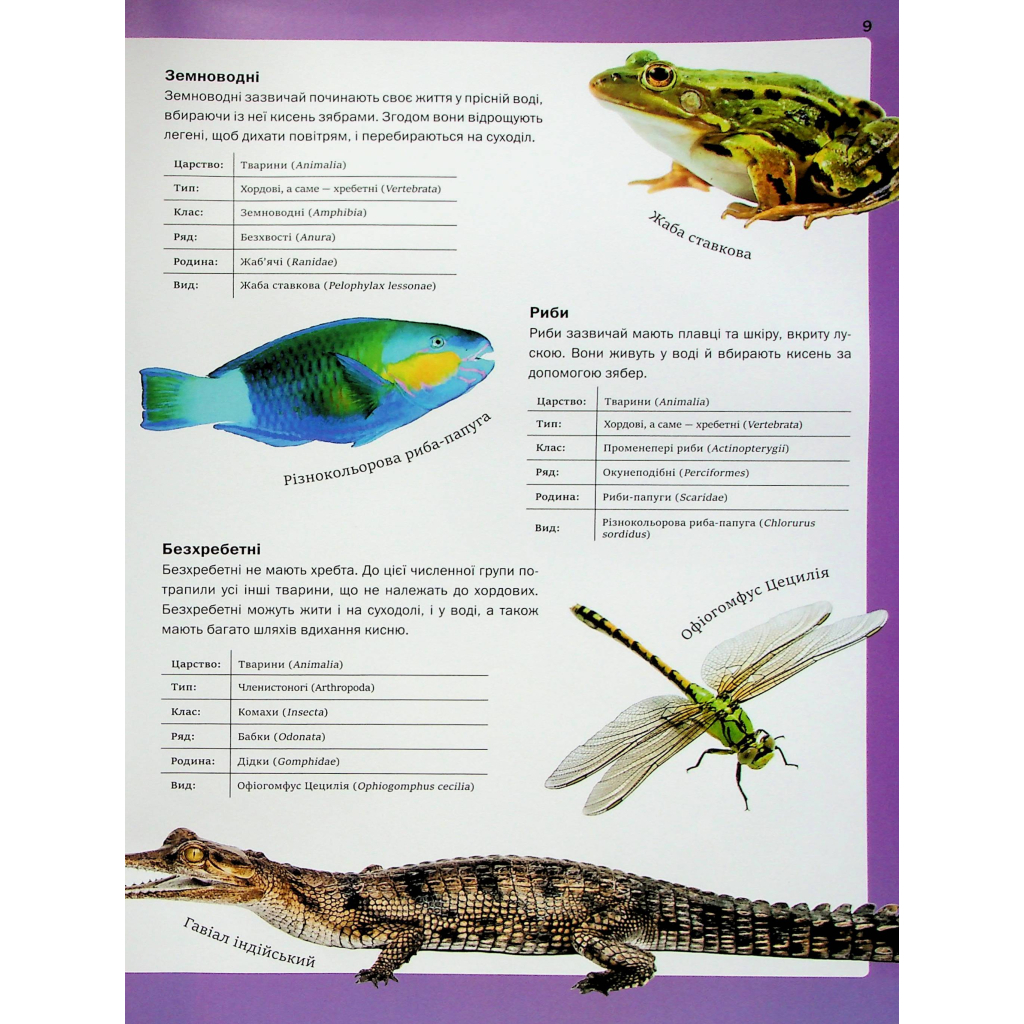 Книга Велика книга тварин - Клаудія Мартін Vivat (9786171704794) - зображення 9