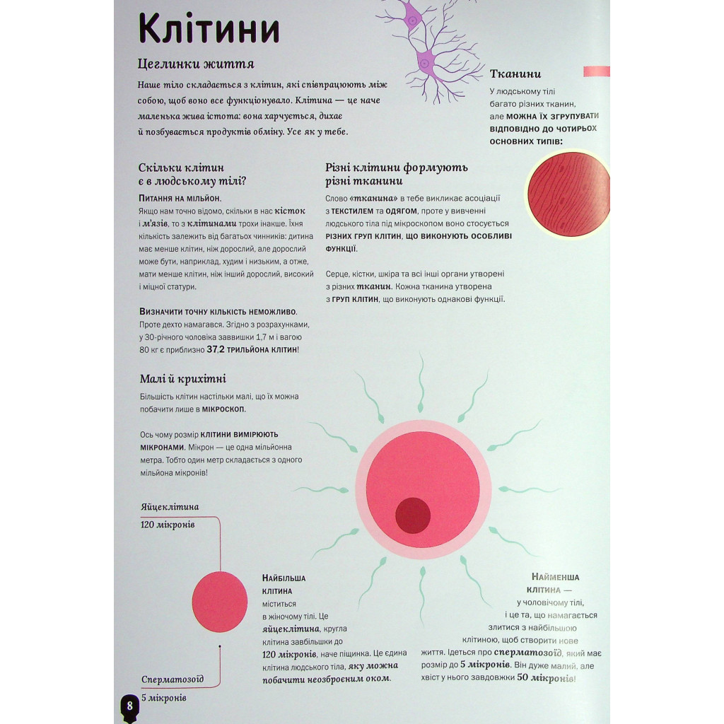 Книга Тіло людини - Кристина Перабоні Жорж (9786177853199) - зображення 9