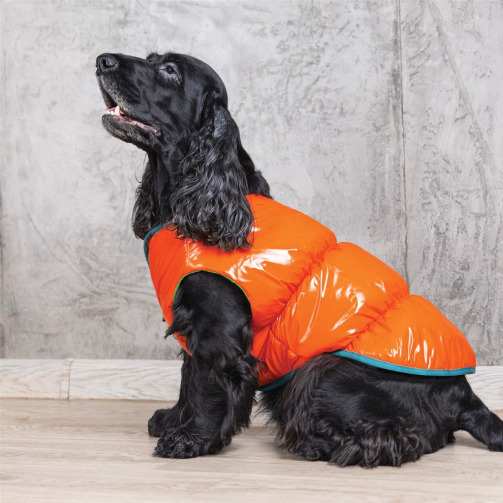 Жилет для тварин Pet Fashion "SPRING" XS-2 жовтогарячий (4823082420452) - зображення 5