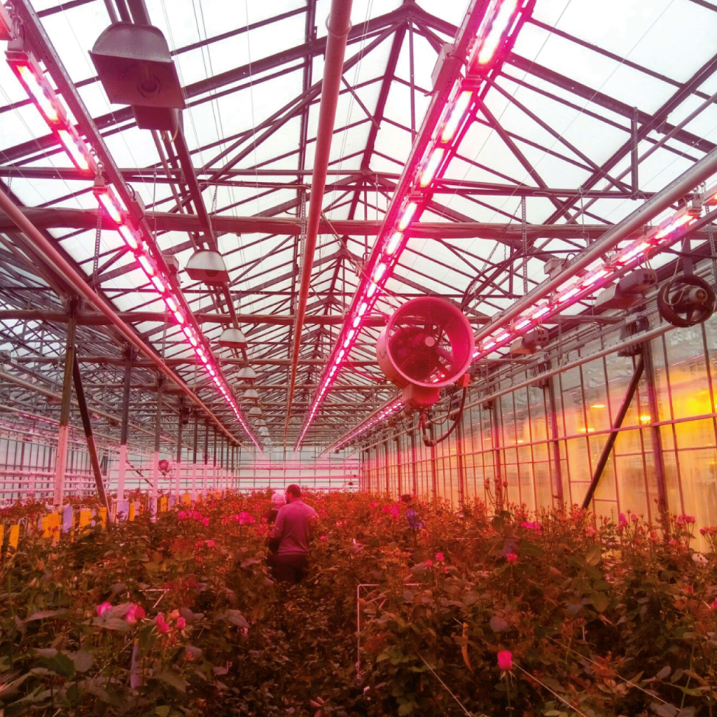 Світильник Eurolamp LED FLORA 250 3,4 RW (Flora-250-3,4-RW) - изображение 3