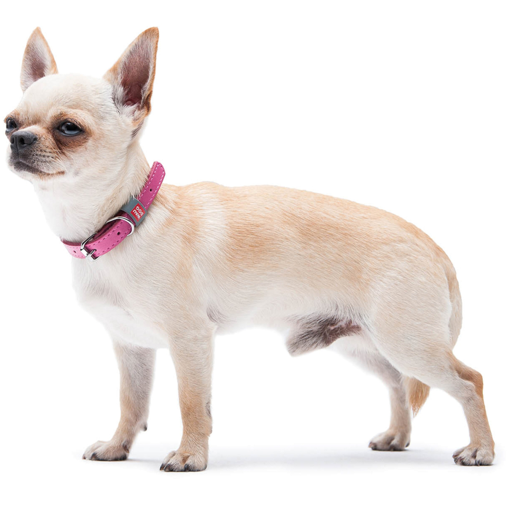 Нашийник для тварин WAUDOG Classic шкіряний 12 мм х 19-25 см рожевий (02017) - изображение 7