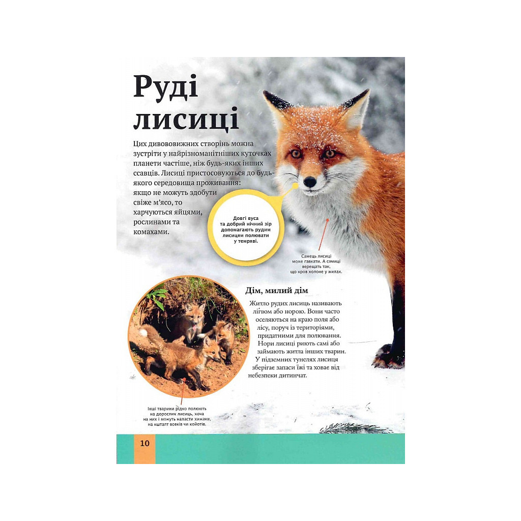 Книга Дитяча енциклопедія хижаків - Алекс Вульф, Клер Філіп Vivat (9789669828514) - зображення 10