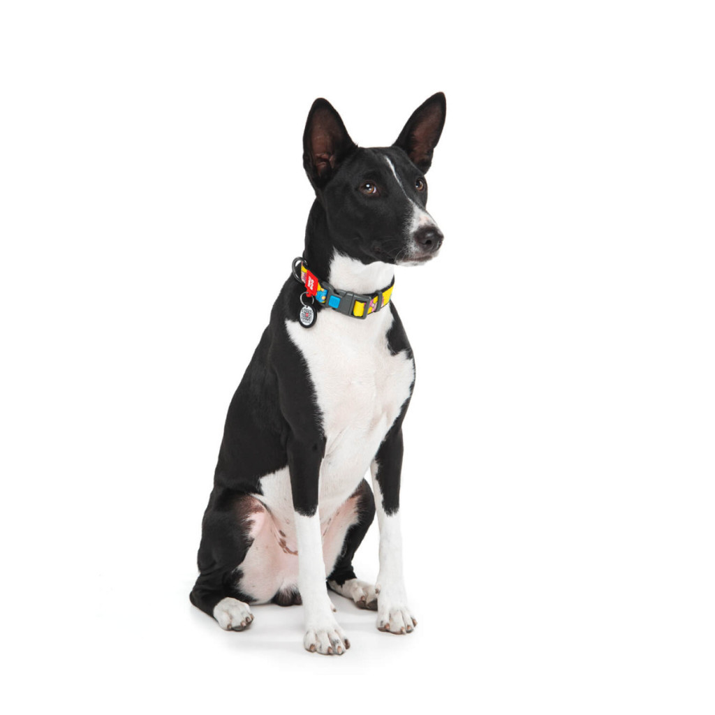 Нашийник для тварин WAUDOG Nylon з QR паспортом "Рік і Морті 1" пластиковий фастекс XL (4504-0280) - зображення 5