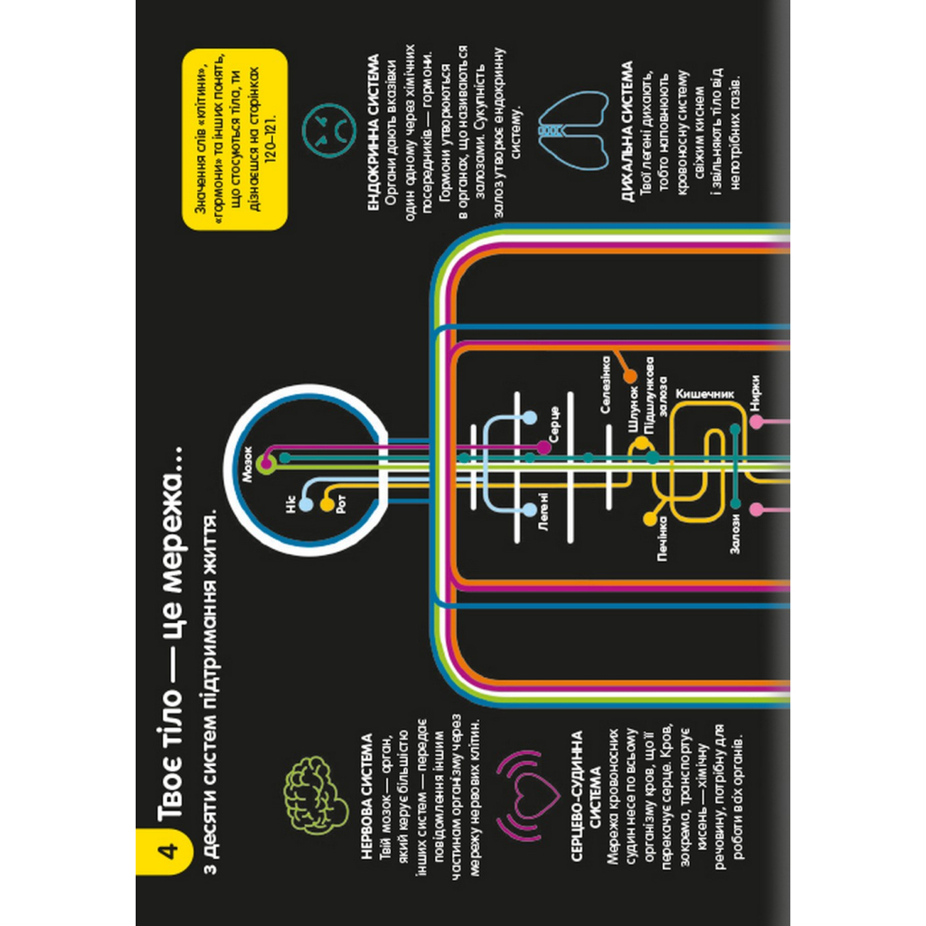 Книга 100 фактів про людське тіло #книголав (9786178012090) - зображення 7