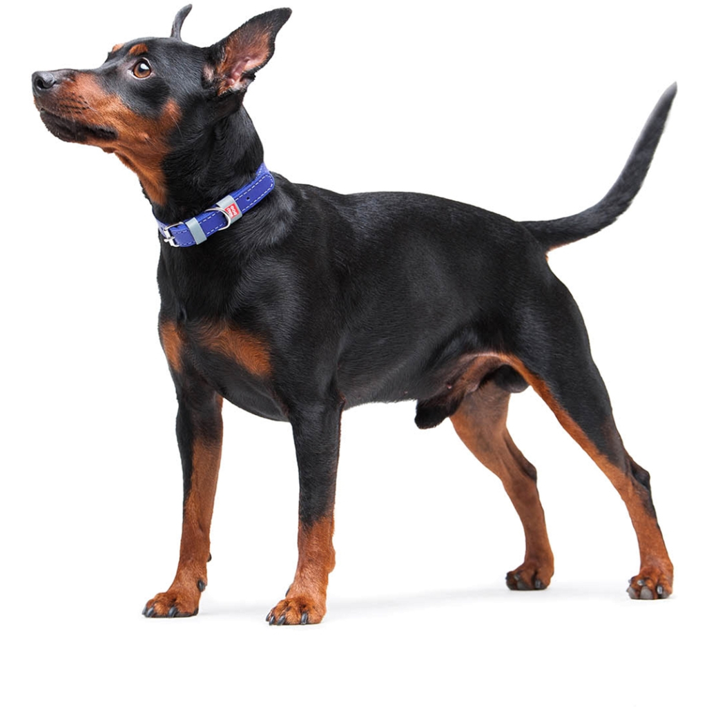 Нашийник для тварин WAUDOG Classic шкіряний 12 мм х 21-29 см фіолетовий (02029) - изображение 8