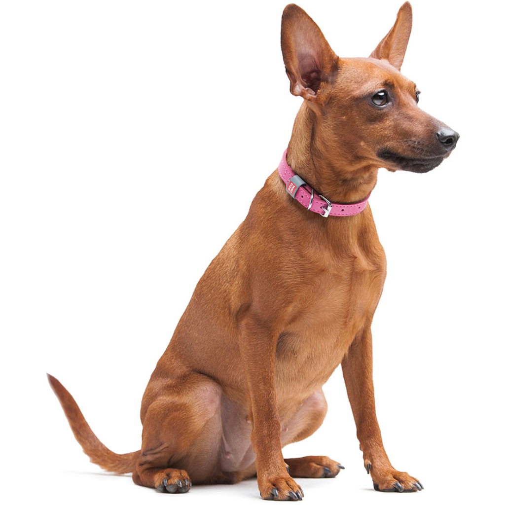 Нашийник для тварин WAUDOG Classic шкіряний 12 мм х 21-29 см рожевий (02027) - зображення 5