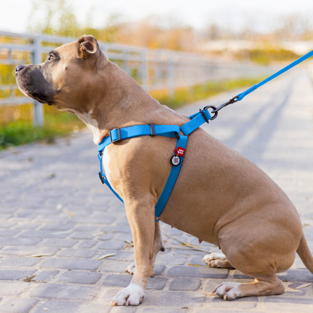 Шлея для собак WAUDOG Waterproof з QR-паспортом М Ш 20 мм Д 50-80 см блакитна (27652) - изображение 4