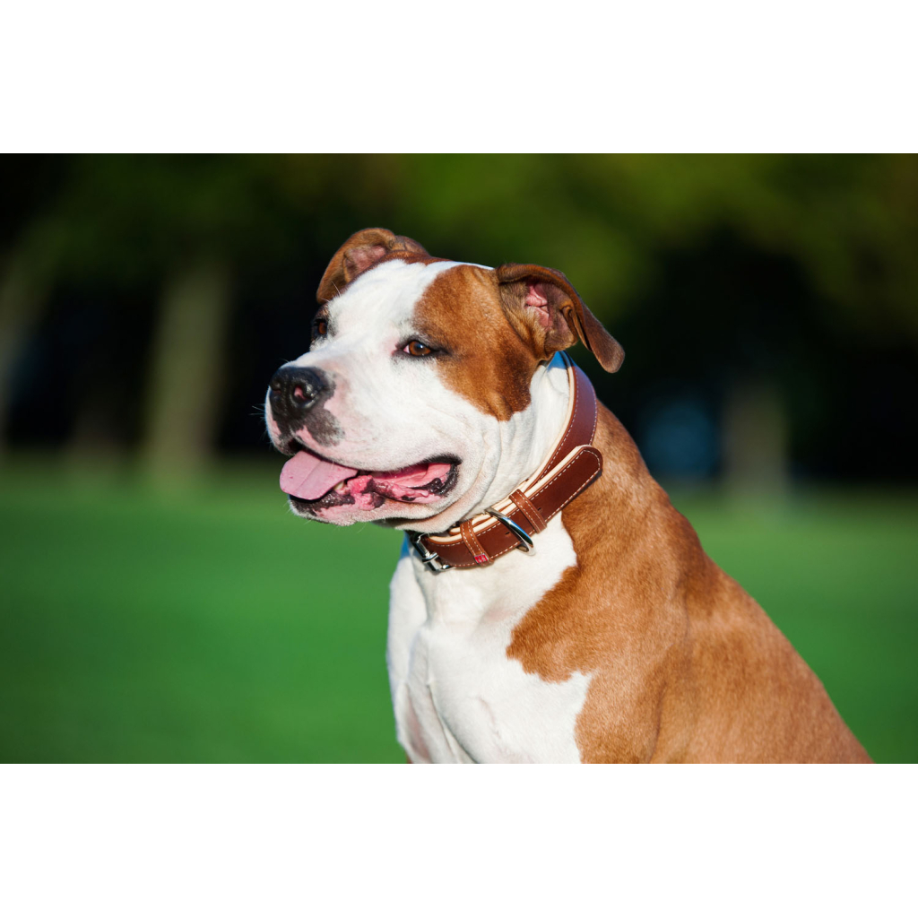 Нашийник для тварин WAUDOG Soft з QR паспортом M Ш 25 мм Д 38-49 см коричневий (7203) - изображение 7