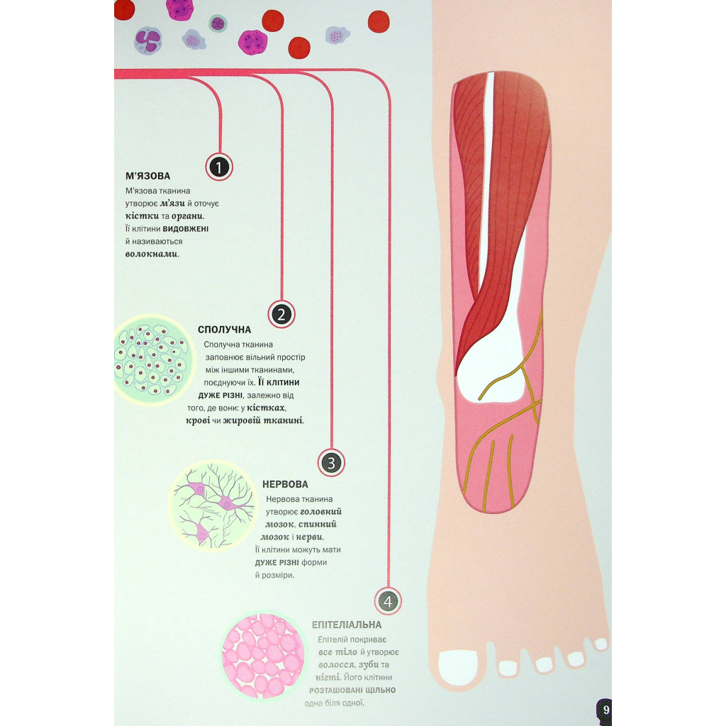 Книга Тіло людини - Кристина Перабоні Жорж (9786177853199) - зображення 10