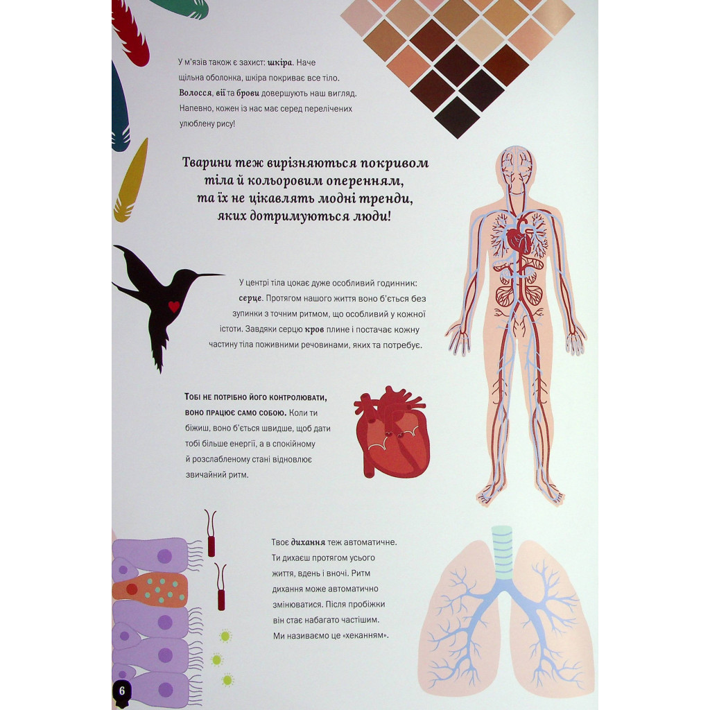 Книга Тіло людини - Кристина Перабоні Жорж (9786177853199) - зображення 7