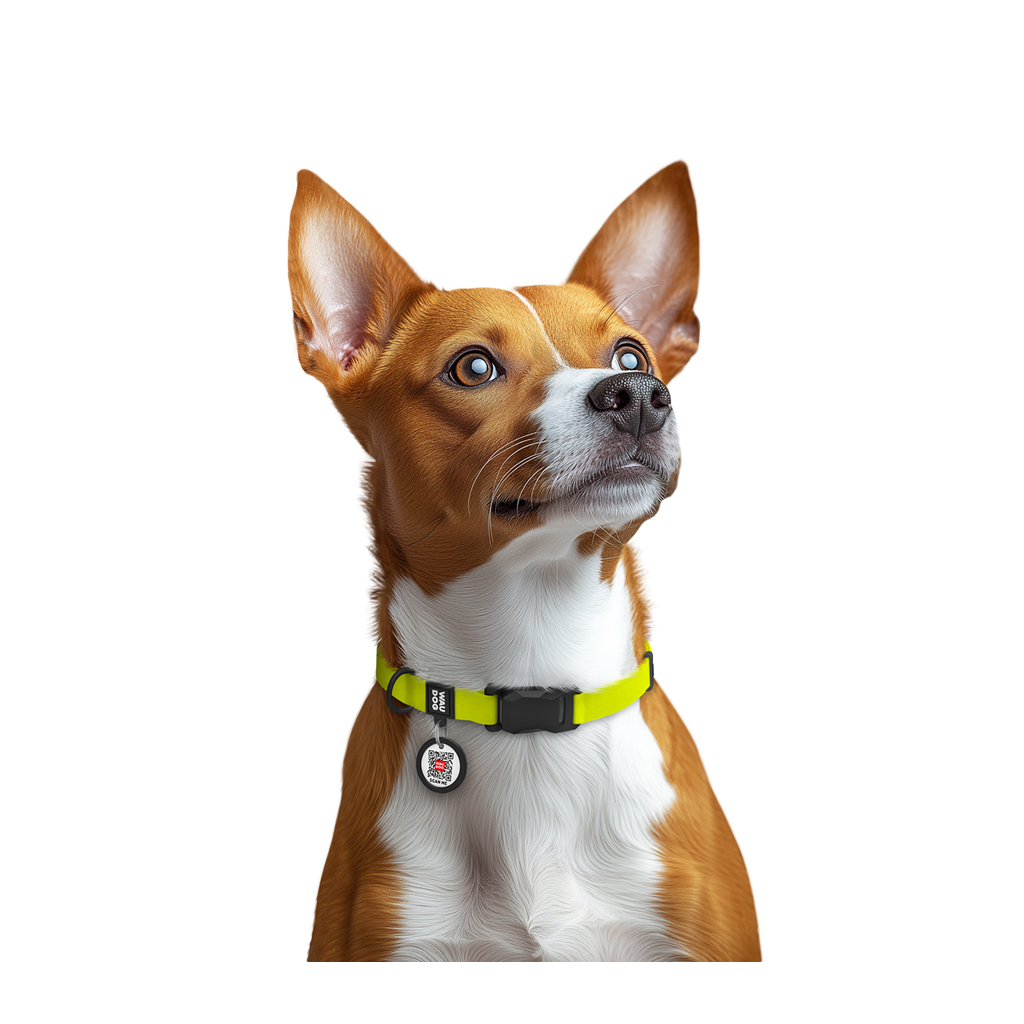 Нашийник для тварин WAUDOG Magnet c QR паспортом, магнітна пряжка-фастекс S лимонний (279426) - зображення 6