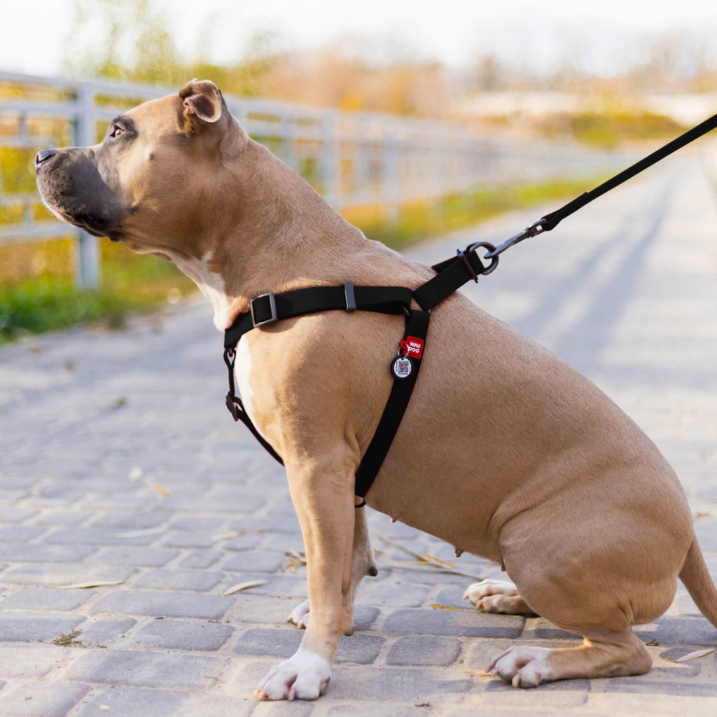 Шлея для собак WAUDOG Waterproof з QR-паспортом М Ш 20 мм Д 50-80 см чорна (27651) - зображення 4