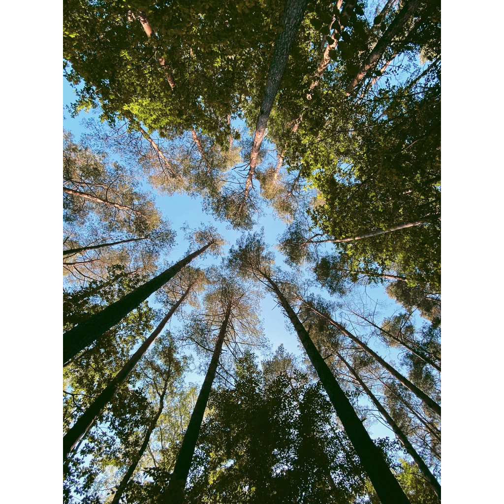 Гель для душу Yope Guaiac Tree, Myrrh and Tonka Bean 400 мл (5903760202040) - изображение 6