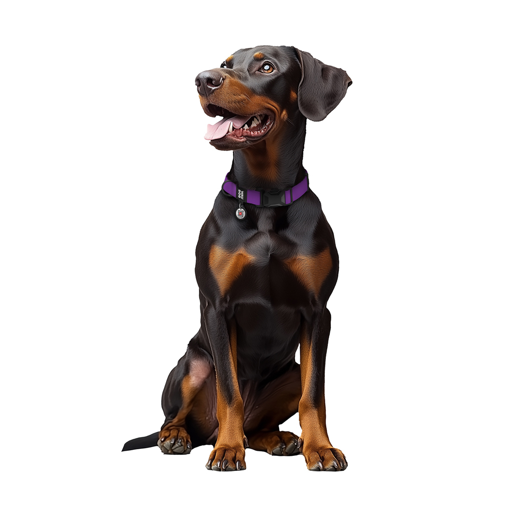 Нашийник для тварин WAUDOG Magnet c QR паспортом, магнітна пряжка-фастекс M фіолетовий (27959) - зображення 6