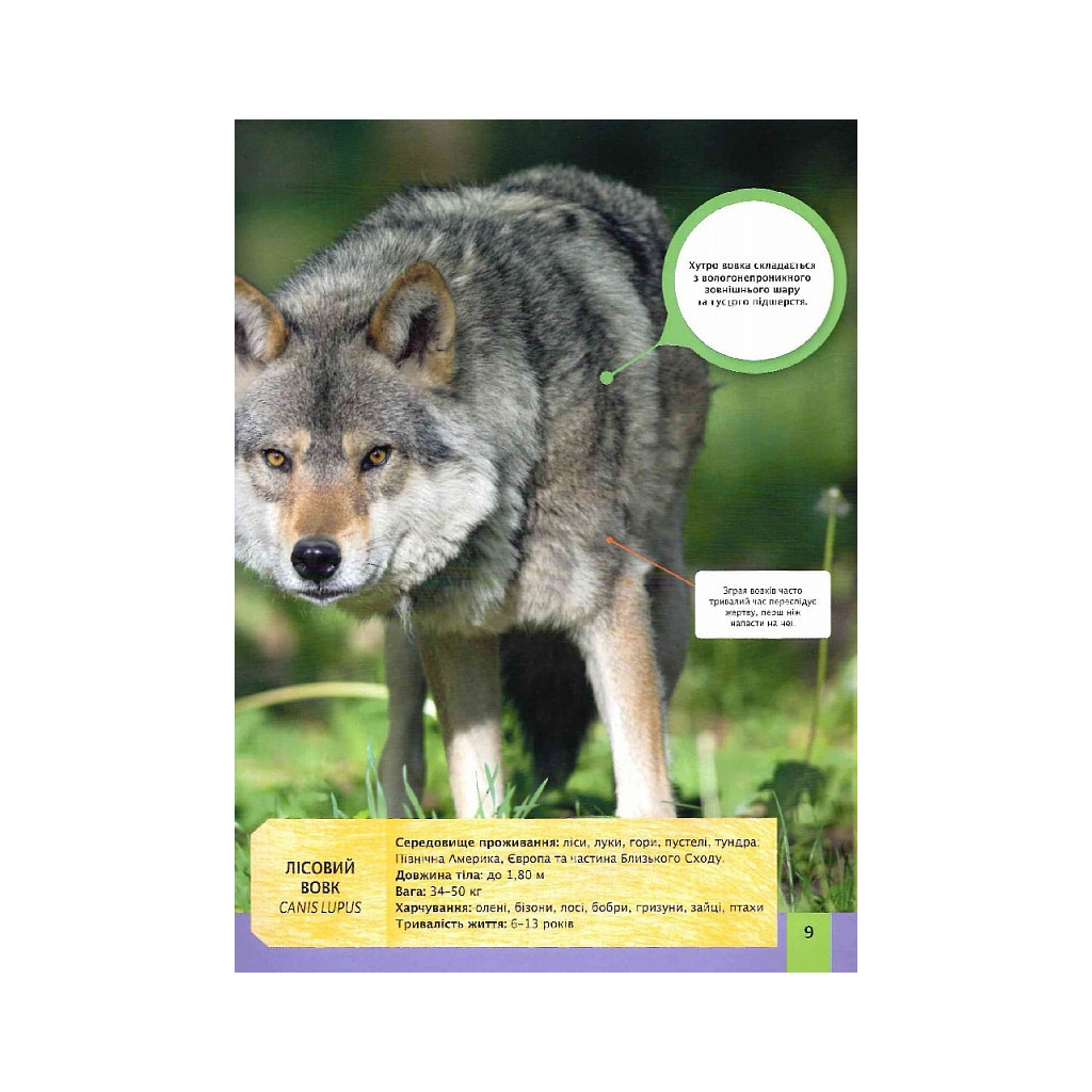 Книга Дитяча енциклопедія хижаків - Алекс Вульф, Клер Філіп Vivat (9789669828514) - зображення 9