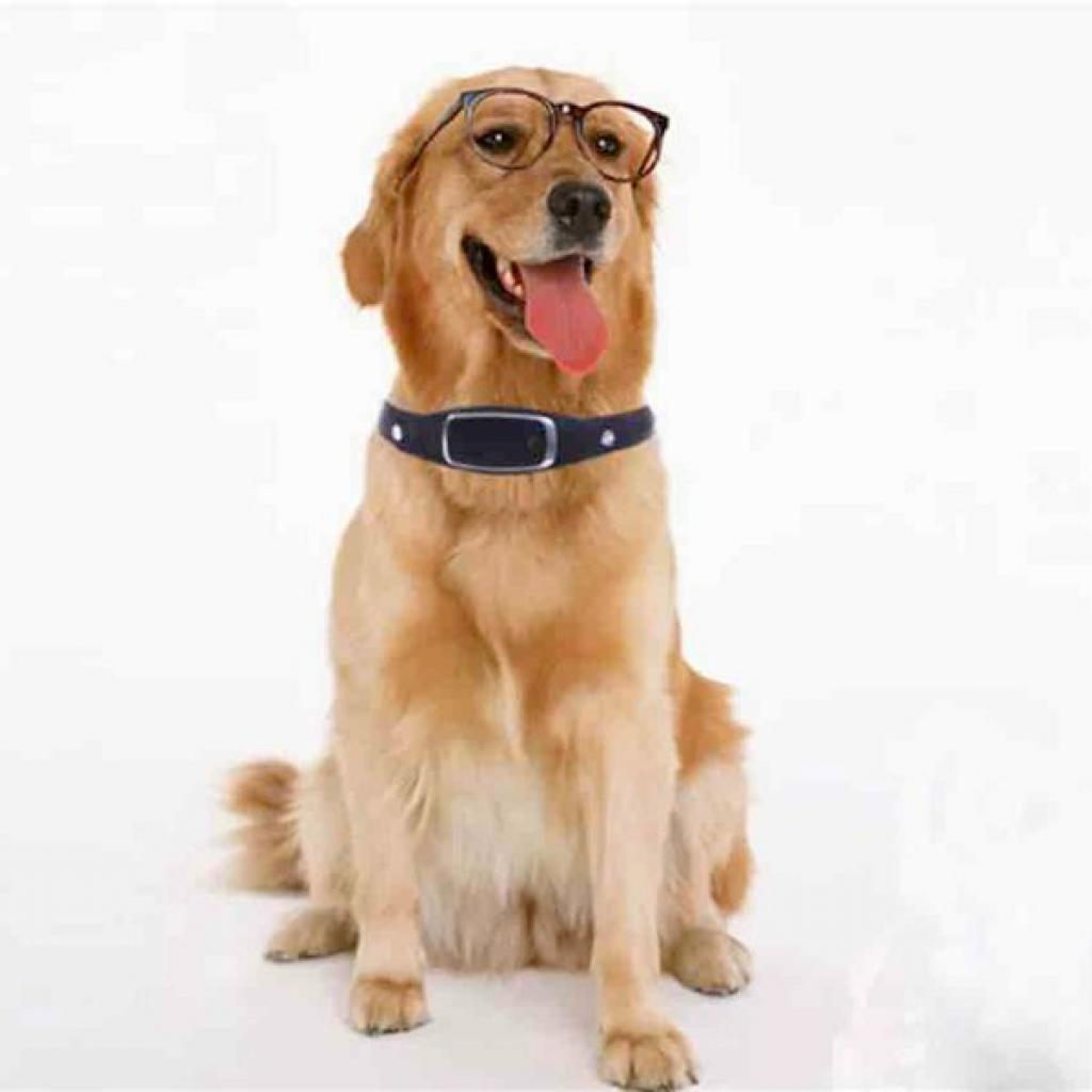 GPS трекер GoGPS трекер для животных Z2 black (Z2BK) - зображення 3