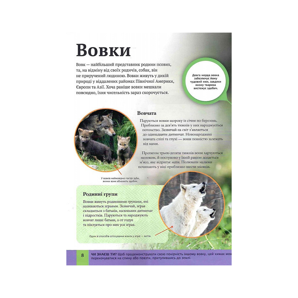 Книга Дитяча енциклопедія хижаків - Алекс Вульф, Клер Філіп Vivat (9789669828514) - зображення 8
