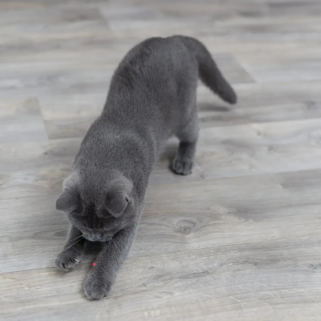 Іграшка для котів Trixie Указка лазерна Moving Light 11 см (4011905413112) - зображення 4