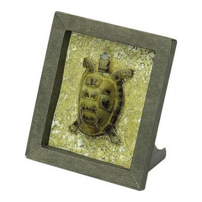 Збірна модель Умная бумага Рамка Черепаха (246) - зображення 1