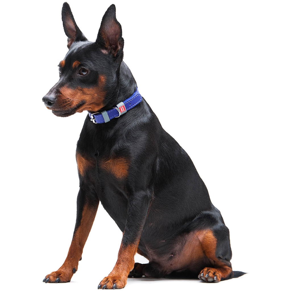 Нашийник для тварин WAUDOG Classic шкіряний 12 мм х 21-29 см фіолетовий (02029) - изображение 7