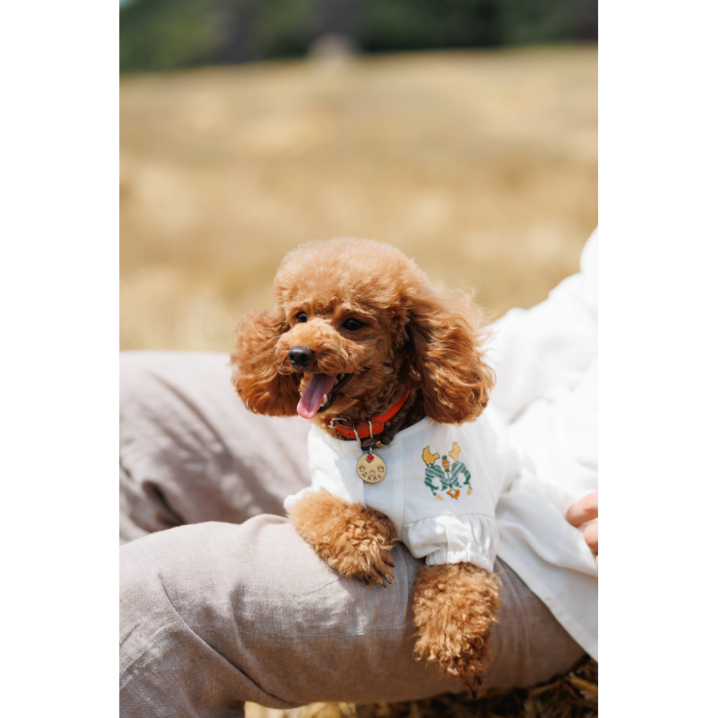 Футболка для тварин Pet Fashion Maryana XS2 (4823082439287) - зображення 10