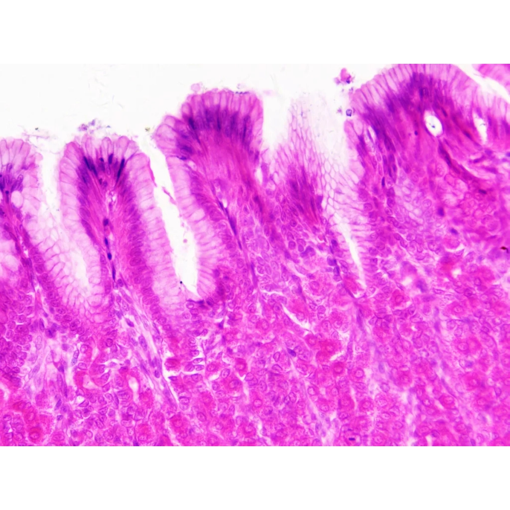 Набір мікропрепаратів Bresser Histology 30 шт (5985000) (931505) - picture 6