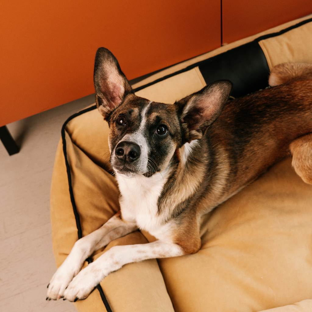 Лежак для тварин Savory Pure Zen L 90x80 см (2700000049389) - изображение 6