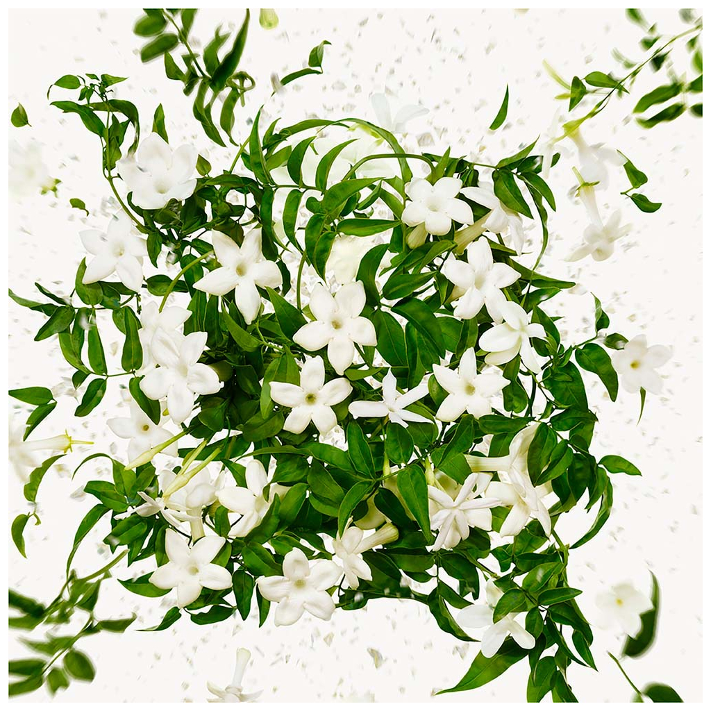 Парфумована вода Gucci Flora Gorgeous Jasmine 50 мл (3616302968534) - зображення 4