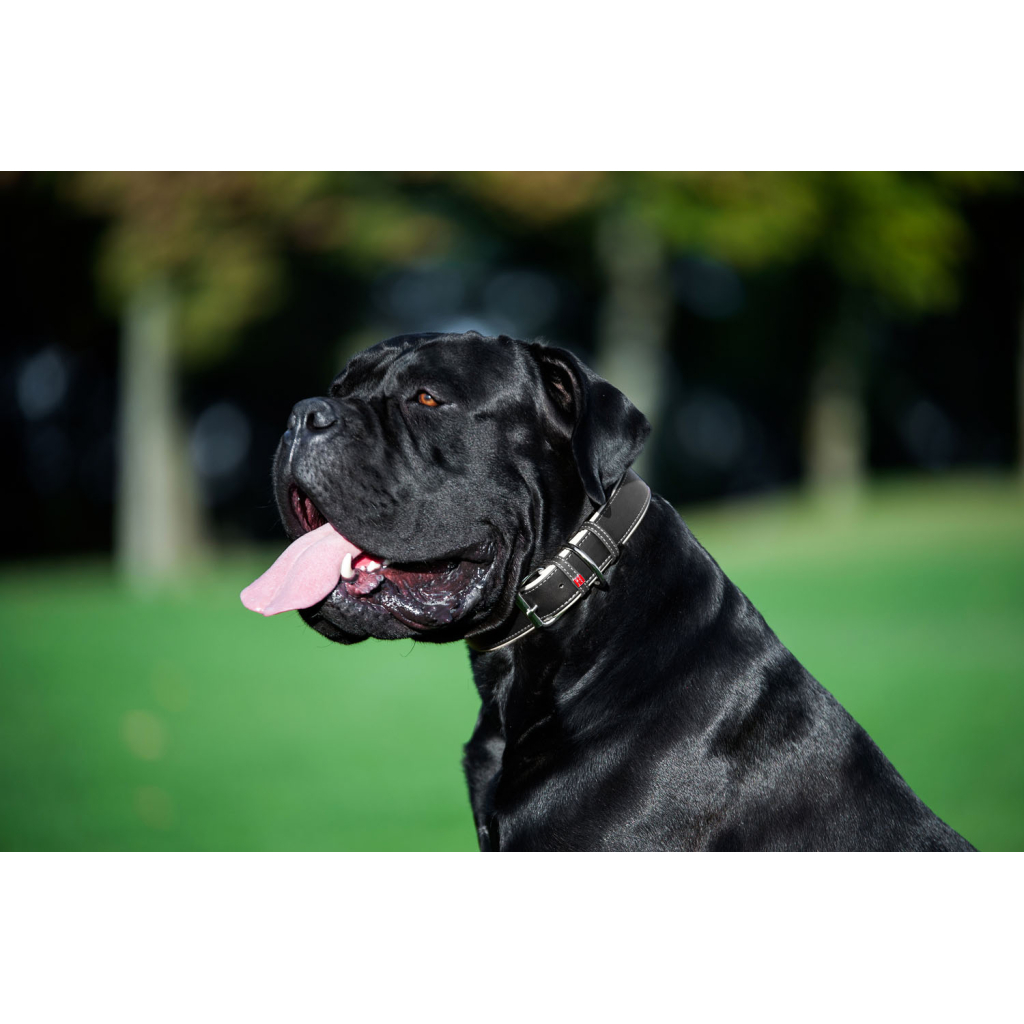 Нашийник для тварин WAUDOG Soft з QR паспортом M Ш 25 мм Д 38-49 см чорний (7202) - изображение 8
