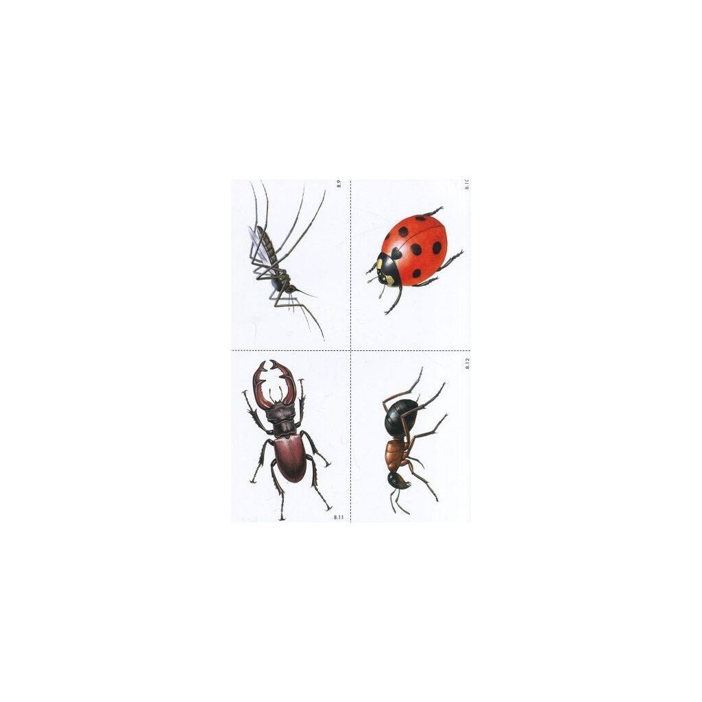 Навчальний посібник Слово до слова - звучить рідна мова. Старший вік - Ю.М. Тельпуховська Ранок (9789667480325) - зображення 8