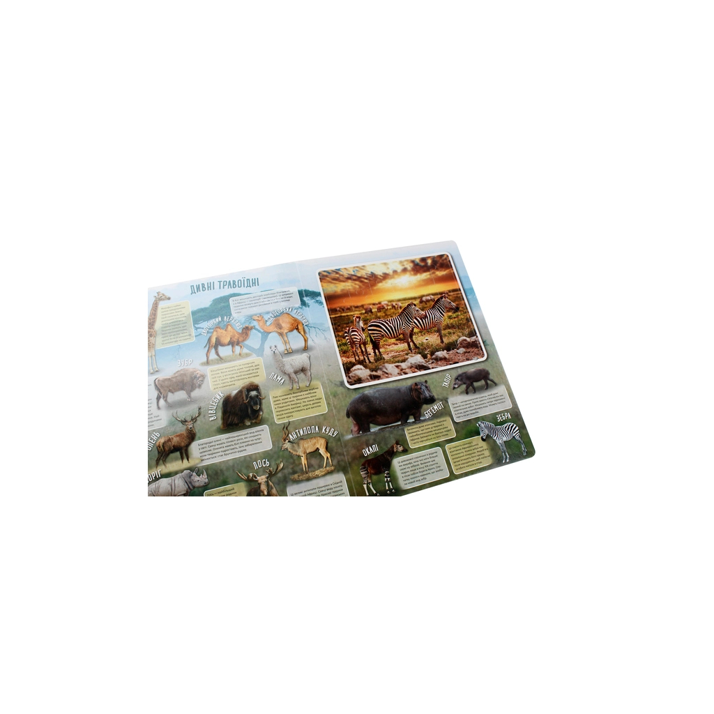 Книга Дивовижні тварини Vivat (9789669822598) - зображення 5