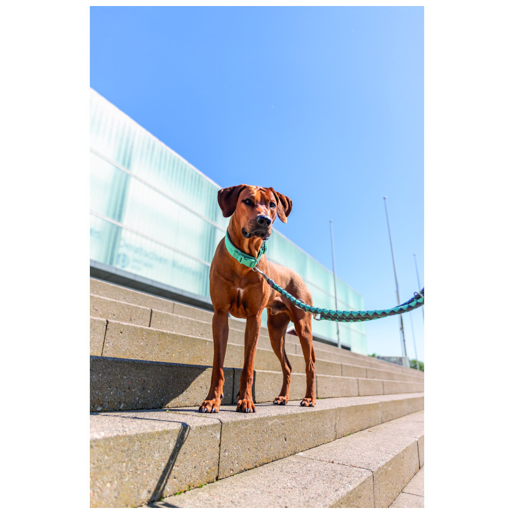 Нашийник для тварин Trixie Premium екстраширокий XS–S 27–35 см 25 мм аква-графіт (4053032677609) - зображення 4