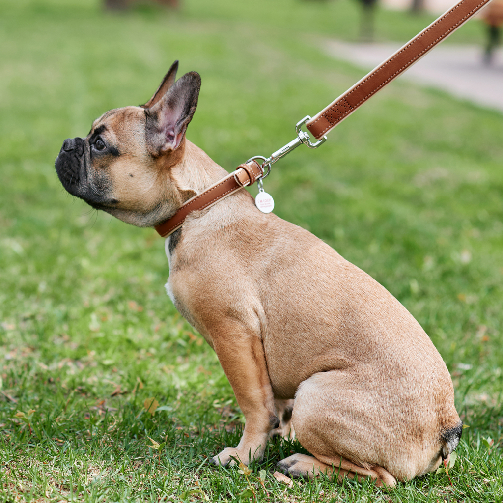 Нашийник для тварин WAUDOG Soft з QR паспортом XS коричневий (7189) - зображення 4