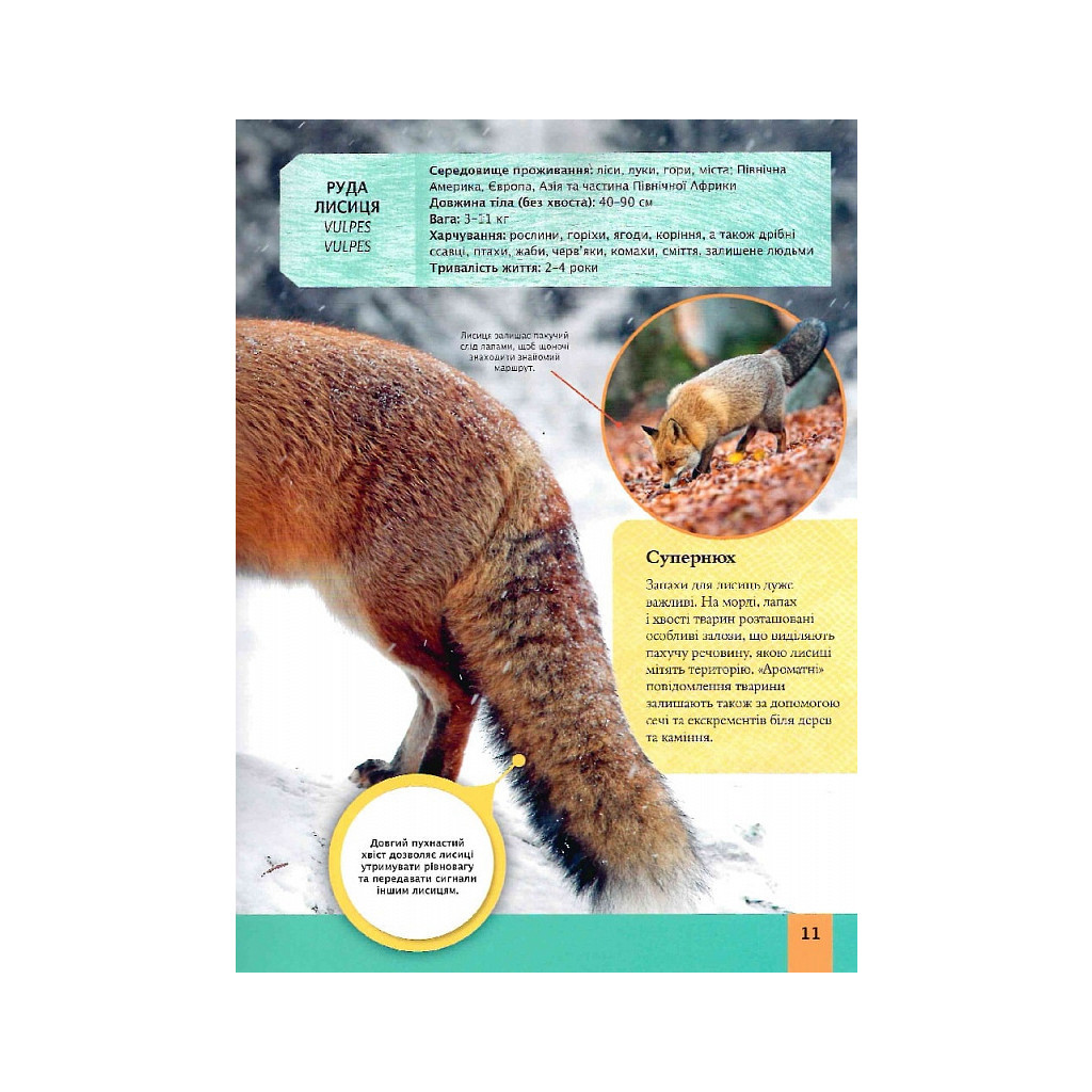 Книга Дитяча енциклопедія хижаків - Алекс Вульф, Клер Філіп Vivat (9789669828514) - зображення 11
